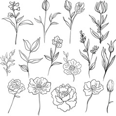 flower line drawing