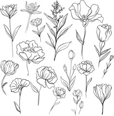 flower line drawing