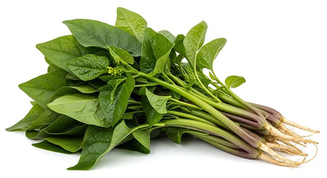 Fresh green Malabar spinach leaves and stems with roots on white background image