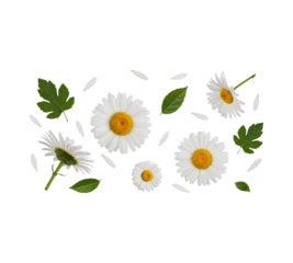 Daisy flower arrangement isolated on white background perfect for spring designs and floral themes