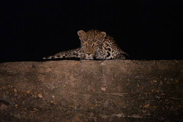A leopard is lying on a wall at night illuminated by a spotlight, Greater Kruger. 