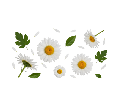 Daisy flower arrangement isolated on white background perfect for spring designs and floral themes