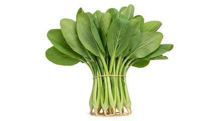 Bunch of fresh green bok choy vegetables tied with a rubber band on a white background image