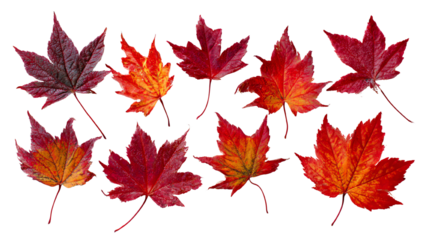 A collection of vibrant red maple leaves showcasing autumn colors. Each leaf displays unique patterns and shades, ideal for seasonal themes and natural aesthetics.
