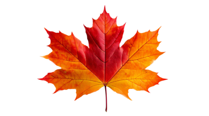 A vibrant autumn maple leaf displaying rich shades of red, orange, and yellow against a white background, perfect for seasonal themes and nature-related projects.
