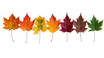 A vibrant array of autumn leaves showcasing various colors from deep reds to bright greens, elegantly arranged against a white isolate background.