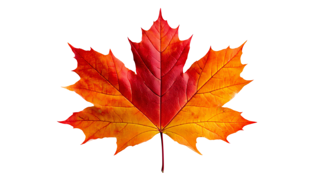 A vibrant autumn maple leaf displaying rich shades of red, orange, and yellow against a white background, perfect for seasonal themes and nature-related projects.
