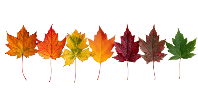 A vibrant array of autumn leaves showcasing various colors from deep reds to bright greens, elegantly arranged against a white isolate background.