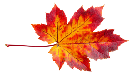 Vibrant autumn leaf showcasing stunning orange and red hues against a white background, ideal for seasonal themes or nature-inspired designs.