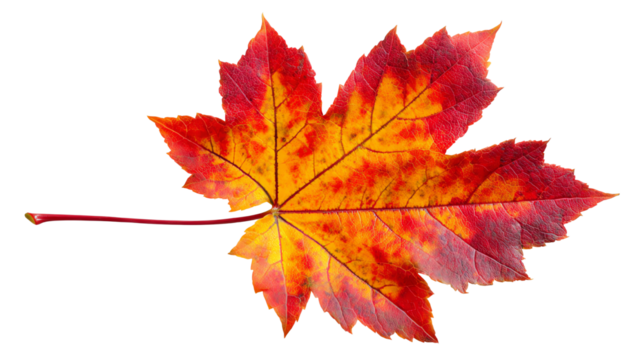 Vibrant autumn leaf showcasing stunning orange and red hues against a white background, ideal for seasonal themes or nature-inspired designs.