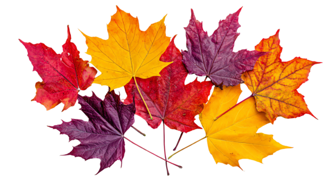 A vibrant collection of autumn leaves in red, orange, and yellow hues, showcasing nature's beauty. Perfect for seasonal themes and nature illustrations.