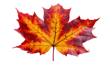 A vibrant autumn maple leaf featuring striking shades of red, orange, and yellow, isolated on a white background, showcasing the beauty of fall foliage.