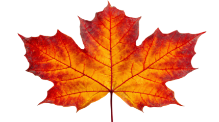 A vibrant orange maple leaf isolated on a white background, showcasing the intricate details and texture of its foliage, perfect for nature-themed designs or autumn aesthetics.