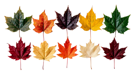 A beautiful assortment of colorful autumn leaves, showcasing shades of green, yellow, orange, red, and brown against a white background, perfect for seasonal decor or nature themes