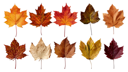 A collection of ten autumn leaves in various shades of red, orange, brown, and yellow against a white background, showcasing the beauty of seasonal change.