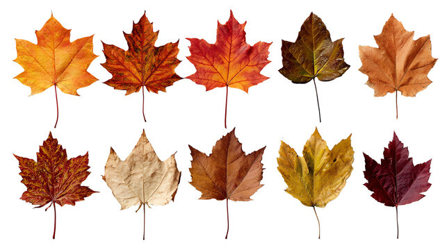 A collection of ten autumn leaves in various shades of red, orange, brown, and yellow against a white background, showcasing the beauty of seasonal change.