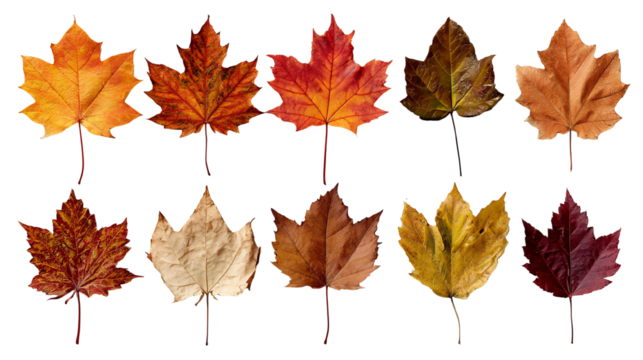 A collection of ten autumn leaves in various shades of red, orange, brown, and yellow against a white background, showcasing the beauty of seasonal change.