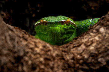 Sulawesi keeled green pit viper (Tropidolaemus laticinctus) is an endemic venomous snake species from Sulawesi Island, Indonesia.