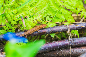 草むらに潜むカナヘビ