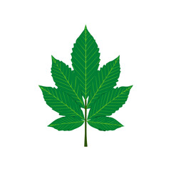 A_Simple_flat_2D_icon_of_a_chestnut_leaf_isolated_on_a_white, simple illustration with EPS format design, simple flat 2D icon, minimalist design, clipart