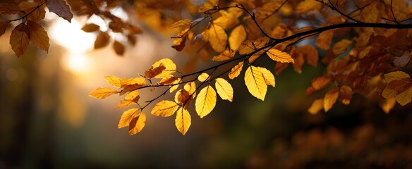 Sunlight dances like liquid gold through the golden autumn leaves on tree branches