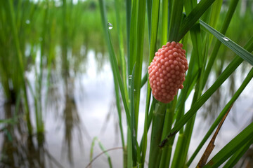 Rice field snail eggs, Pila ampullacea or apple snails on young rice plants © JakaSuryanta