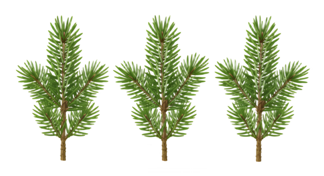 Three evergreen fir tree branches for decoration - Powered by Adobe