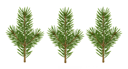 Three evergreen tree sprigs for winter designs on transparent background