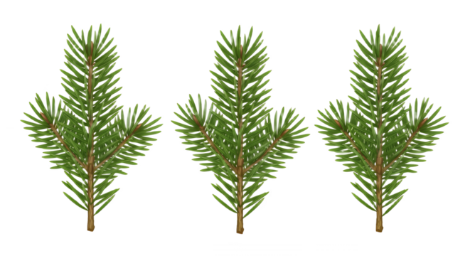 Three evergreen tree sprigs for winter designs on transparent background