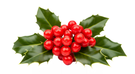 Festive holly branch with bright red berries on transparent background