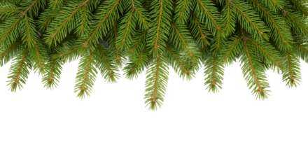 Fresh green pine branches hanging down on a black and on transparent background