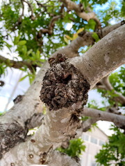 盛り上がった木の枝