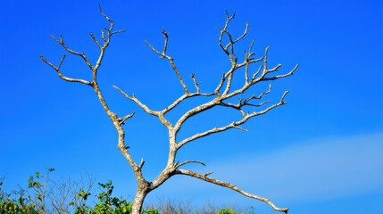Bare gnarled tree branches reaching towards a cloudless blue sky on a bright day