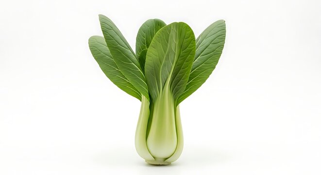 Fresh green bok choy vegetable with vibrant leaves and pale stems isolated on a clean white background