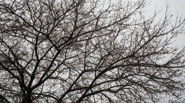 Bare tree branches reach skyward against a cloudy sky in winter