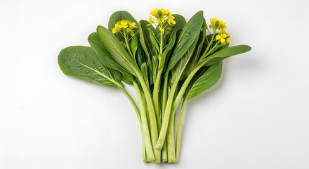 Fresh green bok choy with small yellow flowers and water droplets on white background greens vegetable