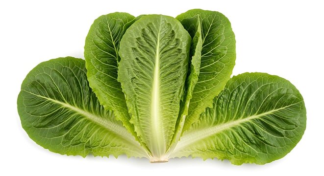 Fresh green romaine lettuce leaves fanned out on a white background leaf