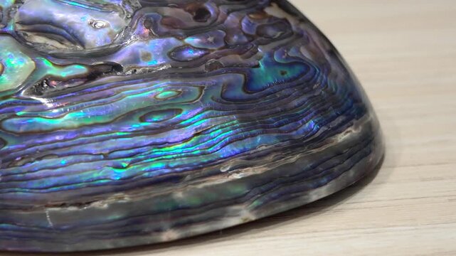 New Zealand Paua shell (Haliotis Iris) isolated on white background.