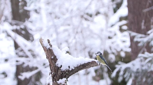 Cincia dal ciuffo sotto la nevicata &ndash; Crested tit in snowfall &ndash; Lophophanes cristatus