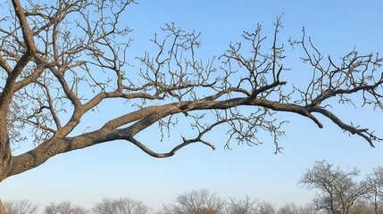 Skeletal tree branches reach towards a clear blue sky on a bright day