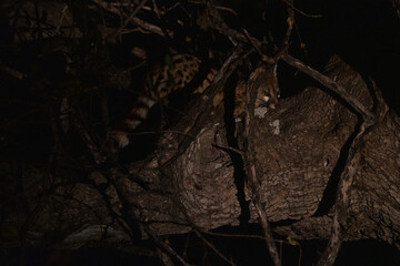 A genet sitting in a tree at night in the spotlight, Greater Kruger. 