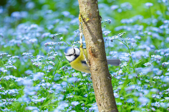 little bird perching on branch of tree among forget-me-not flowers. Blue tit