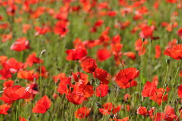 Field of blooming red poppy flowers. Poppies meadow