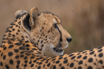Portrait of a male cheetah looking over his shoulder with a dry blurred background, Greater Kruger. 