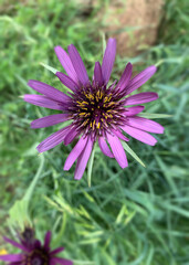 Purple (or Common) Salsify (Tragopogon porrifolius) is a native to Europe and Asia but introduced, and a weed, in Australia.