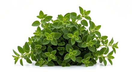 Fototapeta premium Fresh green oregano herb plant with small oval leaves and stems on a white background image