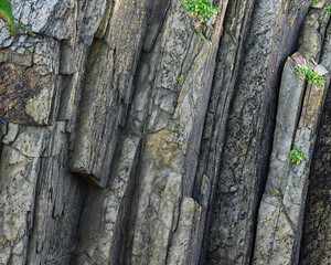 Basalt columns create an interesting geological rock formation. Small green plants find refuge and sprout along cracks and crevices. Rock shows grey and brown hues.