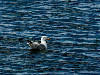 A single, adult Herring Gull rests on the surface of a blue, choppy lake on a sunny day. The Gull appears relaxed and content as it bobs on the water.