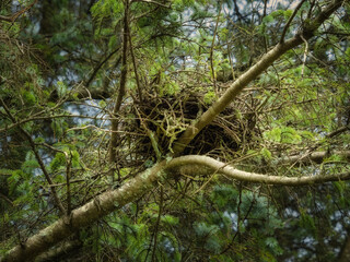 A large, round nest made of sticks, twigs, and moss sits securely in the middle of an Evergreen Tree on a partly cloudy day. The nest is surrounded by green needles.
