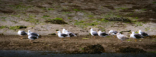 A flock of gulls rest along the shoreline. They are standing on sandy ground. Some are perched near the water's edge in the outdoor setting.
